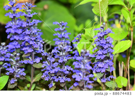 庭に咲く花　セイヨウジュウニヒトエ 88674483