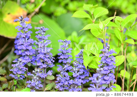 庭に咲く花　セイヨウジュウニヒトエ 88674493