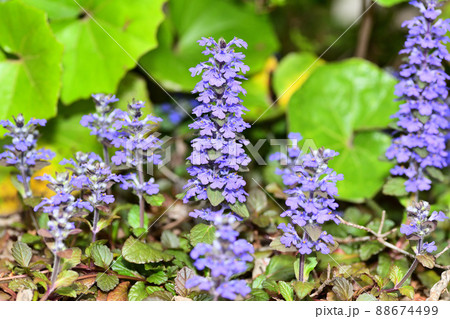 庭に咲く花 セイヨウジュウニヒトエ 庭に咲く花 セイヨウジュウニヒトエ 88674499