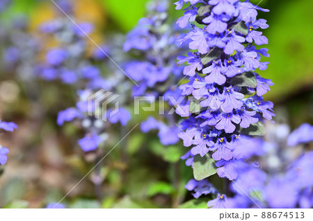 庭に咲く花　セイヨウジュウニヒトエ 88674513