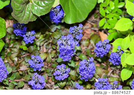 庭に咲く花 セイヨウジュウニヒトエ 庭に咲く花 セイヨウジュウニヒトエ 88674527