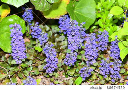 庭に咲く花　セイヨウジュウニヒトエ 88674529