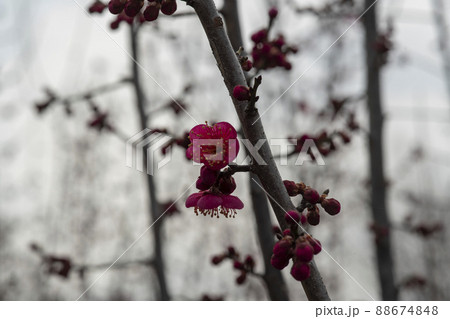 春 花 梅 88674848
