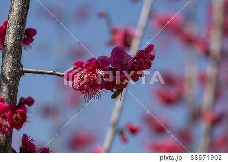 空 花 梅 88674902