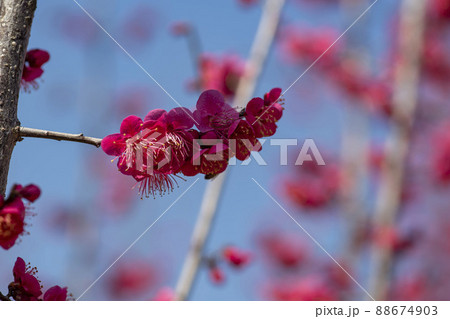 春 花 梅 88674903