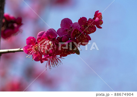 空 花 梅 88674904