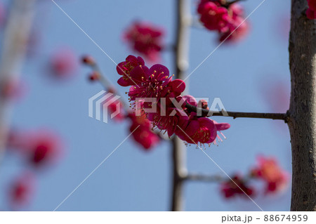 春 花 梅 88674959