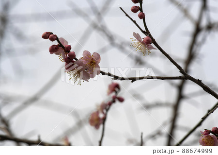 春 花 梅 88674999