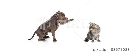 Portrait of beautiful cat and purebred dog isolated on white background. Concept of animal life, friendship, interplay concept. Collage 88675083