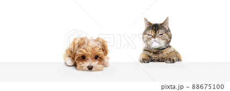 Portrait of beautiful cat and purebred dog isolated on white background. Concept of animal life, friendship, interplay concept. Collage 88675100