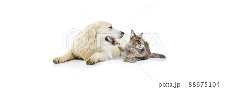 Portrait of beautiful cat and purebred dog isolated on white background. Concept of animal life, friendship, interplay concept. Collage 88675104