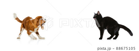 Portrait of beautiful cat and purebred dog isolated on white background. Concept of animal life, friendship, interplay concept. Collage 88675105