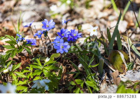 Violet and white flower of Hepatica Nobilis blooming in early springtime Violet and white flower of Hepatica Nobilis blooming in early springtime 88675283