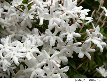 庭に咲く白い羽衣ジャスミンの花、庭のハゴロモジャスミンの花のクローズアップ 88675298