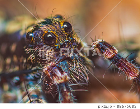Portrait of Thin-legged Wolf Spider - Genus Pardosa, close up detailed focus stacked photo 88675685