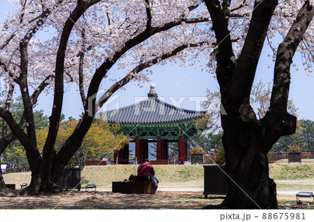 建物 桜 公園 88675981
