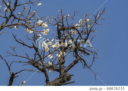 春 花 梅 88676235