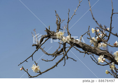 春 花 梅 88676497