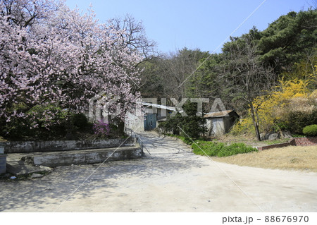 桜 風景 花 88676970