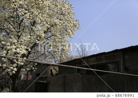 風景 花 空 88676991