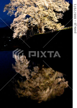 広島県庄原市の小奴可の要害桜のライトアップ 88677071