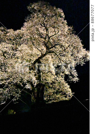 広島県庄原市の小奴可の要害桜のライトアップ 広島県庄原市の小奴可の要害桜のライトアップ 88677077