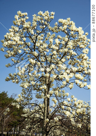 花 空 植物 88677100