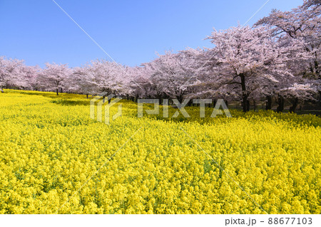赤城南面千本桜 88677103
