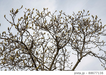花 空 植物 88677136