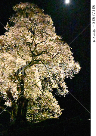 広島県庄原市の小奴可の要害桜のライトアップ 広島県庄原市の小奴可の要害桜のライトアップ 88677386