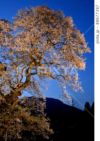 広島県庄原市の小奴可の要害桜のライトアップ 広島県庄原市の小奴可の要害桜のライトアップ 88677397