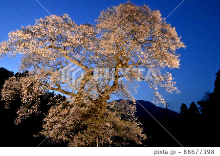 広島県庄原市の小奴可の要害桜のライトアップ 広島県庄原市の小奴可の要害桜のライトアップ 88677398