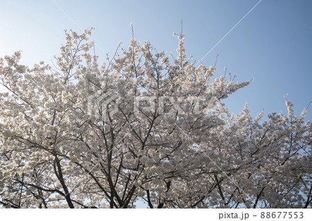 空 植物 木 88677553