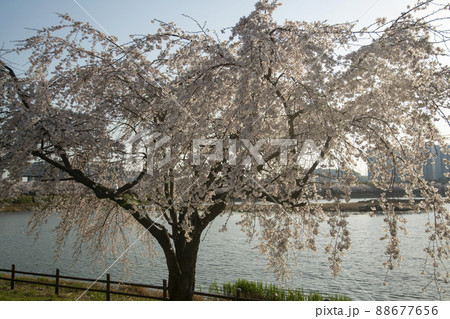 木 春 桜 88677656