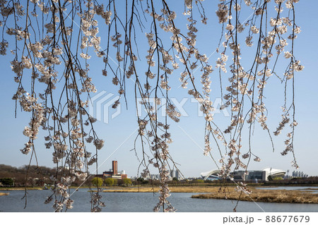 空 植物 風景 88677679