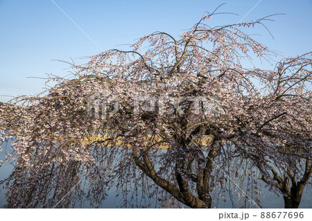 植物 春 桜 88677696