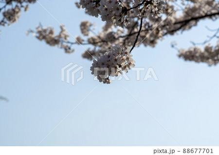 植物 春 桜 88677701