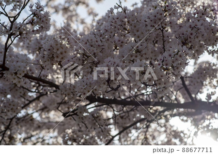 植物 桜 花 88677711