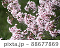 春の景色と桜 88677869