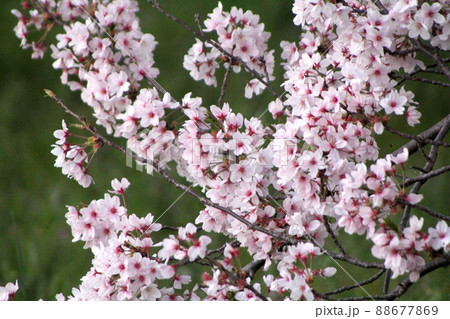 春の景色と桜 春の景色と桜 88677869