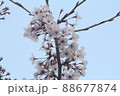桜の見頃を過ぎた儚い青空 88677874