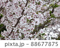 満開を過ぎた桜 88677875