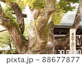 境内に聳える御神木 88677877