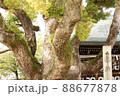 境内に堂々を聳え立つ御神木 88677878