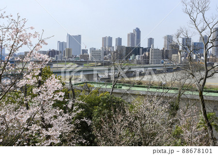 多摩川台公園 満開の桜越しに望む武蔵小杉のビル群 多摩川台公園 満開の桜越しに望む武蔵小杉のビル群 88678101