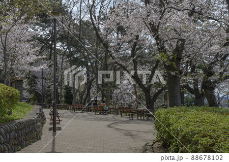 満開の桜で春めく多摩川台公園 東京都大田区 満開の桜で春めく多摩川台公園 東京都大田区 88678102