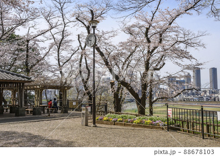 満開の桜で春めく多摩川台公園 東京都大田区 満開の桜で春めく多摩川台公園 東京都大田区 88678103