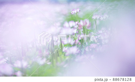 緑肥作物　一面のレンゲ畑 88678128