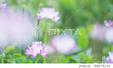 緑肥作物　一面のレンゲ畑 88678134