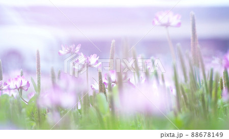 緑肥作物　一面のレンゲ畑 88678149